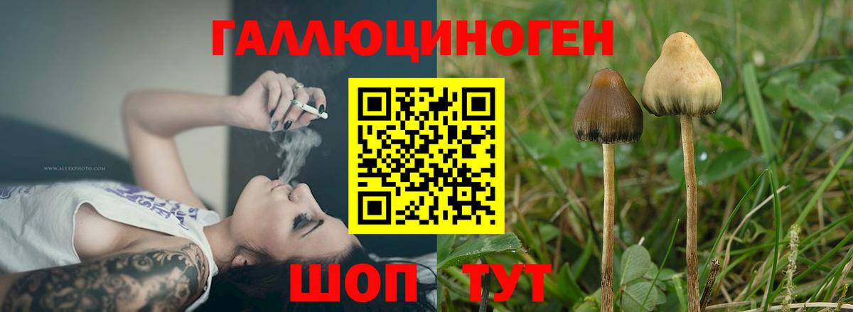 Галлюциногенные грибы GOLDEN TEACHER  Вход с VPN  Дюртюли 